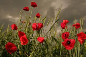 Poppy Field Before the Storm by Floriana Barbu